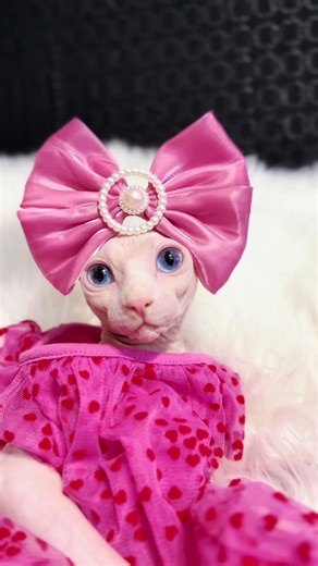 Princess Fiona: The Sphynx Cat Model
