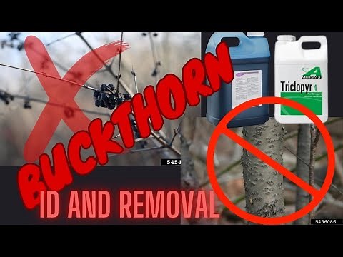 Buckthorn Identification and Removal