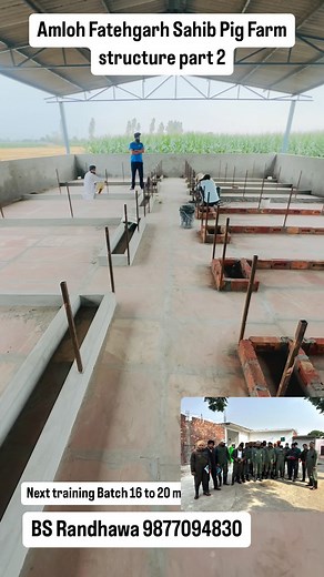 Amloh Fatehgarh Sahib Pig Farm structure part 2#bsrpigfarm #piglet #traning #jacks #cow | Baljeet Randhawa