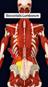 355K views · 2.3K reactions | Iliocostalis lumborum #muscle #anatomy ️‍♀️ | Dr. Ishtiaque Arafat | Facebook