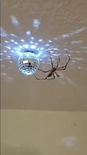 Spider dance