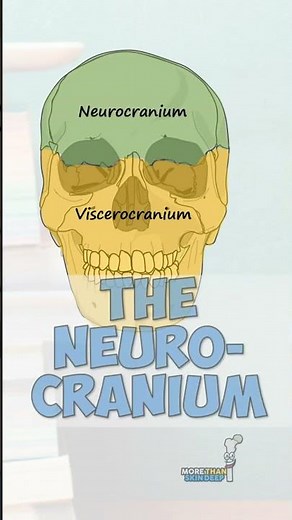 Bones of the Neurocranium #anatomy #education