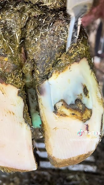A perfect heart shape appeared in this hoof….. #natethehoofguy #fyp #satisfyingvideo #hooftrimming #hoofcleaning