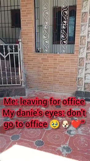 “Danie Watching Me Leave for Office… My Heart 💔🐶”
