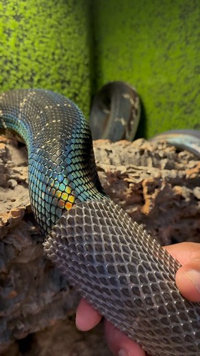 Mike Holston | Sooo satisfying seeing snakes shed 🐍 One of the rarest snakes in the world 🌎 the BOELENS PYTHON 🐍 | Instagram