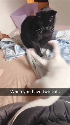 Funny Cat Video: When You Have Two Cats — Cute Cat Antics