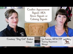 Learning to Work With Your Dog's Conflict Appeasement Signals | Dog Training | Dogboy's Dog Vlog