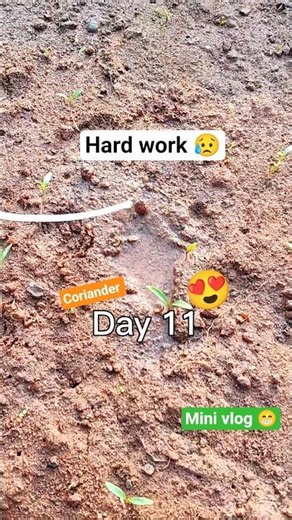 Coriander vlog 😍 rukna na bandeya ✨😍 #shorts #coriander #motivation #villagelife
