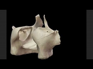 Le Crâne Humain en 3D 🧠 | Les 22 Os du Neurocrâne et du Viscérocrâne expliqués