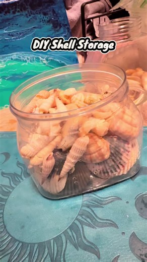 Easy #diy for #seashells #organization #shelling How do you display your shells?