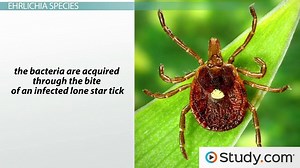 Human Ehrlichiosis- Causes, Symptoms, Treatment & Prevention