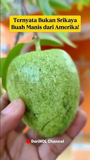 Nona Fruit‼️The Sweeter Twin of the Srikaya‼️