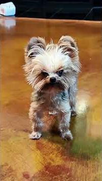 Angry but Cute Yorkshire Terrier 😂🐶 | Funniest Yorkie Reaction Ever!