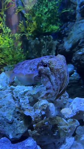 Cuttlefish are incredibly curious 🧐 Did you know that they are sometimes referred to as ‘the Chameleons of the Sea’❓ This amazing adaptability of changing their appearance is due to specialized cells called ‘chromatophores’ 😲 The changing of colour is due to each chromatophore contracting and relaxing 🤩 If you want to get more technical, on top of the chromatophores, cuttlefish also have iridophores and leucophores, cells that are specialized in light and environment reflection 🌟 #canberrazo