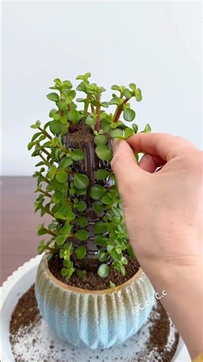 The follow-up to the Jade Plant pillar shape! Using pruned Jade Plant branches,