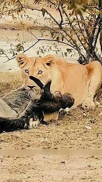 The Smartest Buffalo Ever Outsmarts a Lion 🐃🦁 | Unbelievable Escape!