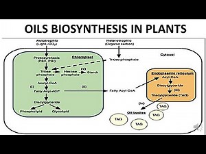 OIL BIOSYNTHESIS IN PLANTS