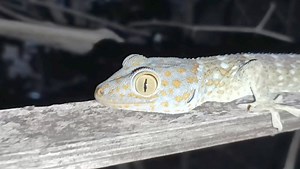 2K views · 19 reactions | Tokay Gecko / Tuko (tagalog) / Tekka (Ilokano) --- these magnificent creatures are nocturnal in nature. Native to Asia and some pacific Island. #gecko #tokaygecko #LaUnionPROBINSYAnihan #elyu2024 #launion #elyu #nocturnal #NocturnalAnimals | La Union TV | Facebook