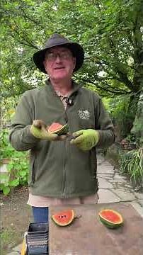 Growing watermelons is worth it! 🍉