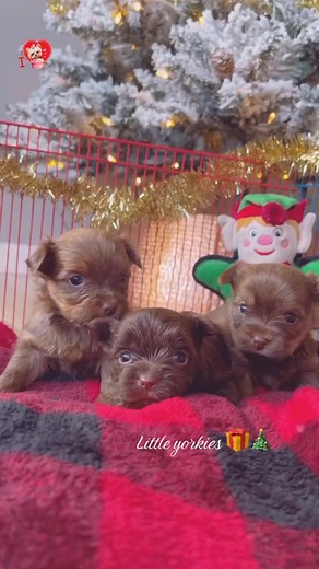 So Adorable Yorkie Puppies #yorkie #yorkshireterrier #yorkiepuppies #yorkiepuppy #yorkielove #yorkielife | I Love Yorkshire Terrier