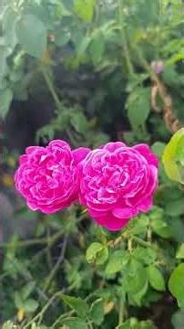 My mini garden 💖💖💖💖