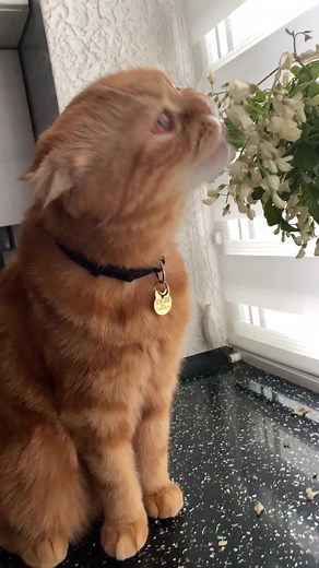 Curious Ginger Cat Interacts with White Flowers