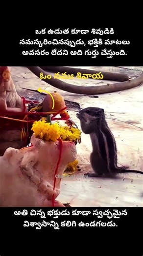 శివ ప్రపంచంలో, ఒక ఉడుత కూడా ఆరాధకుడిగా మారుతుంది. #shivetemple #shiv #omnamahshivaya