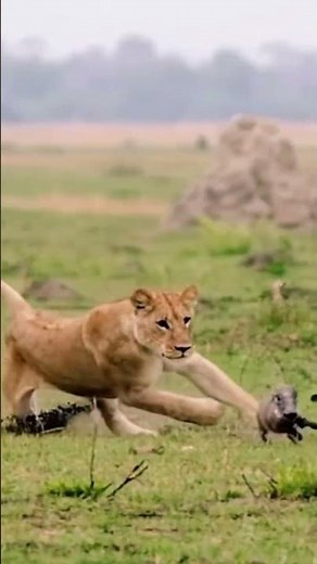 Lion Hunts Its Prey Raw Power in the Wild #LionHunt #WildlifeMoments #NatureInAction