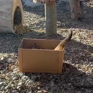 At the zoo we are always trying out new enrichments to keep the animals mentally stimulated and active. One of our enrichment categories is sensory and we like to try out a lot of different scents to see what the animals react to. Yesterday Keeper Mandi sprinkled Nutmeg onto some shredded paper and Bonnie the Bobcat was a huge fan! If you have any spices, perfume, or cologne sitting around at home that you no longer use, donate it to the zoo! The animals really enjoy discovering new smells. We a