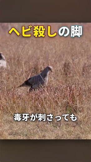 毒ヘビの毒に免疫ゼロ！195ニュートンの蹴りでヘビを仕留める鳥 #Shorts