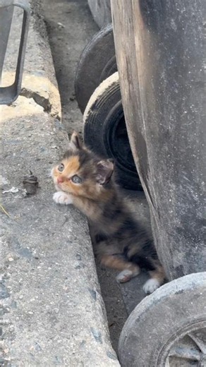 the story of adoption three little kittens and then this happened #kittenrescue #babyanimals #cats