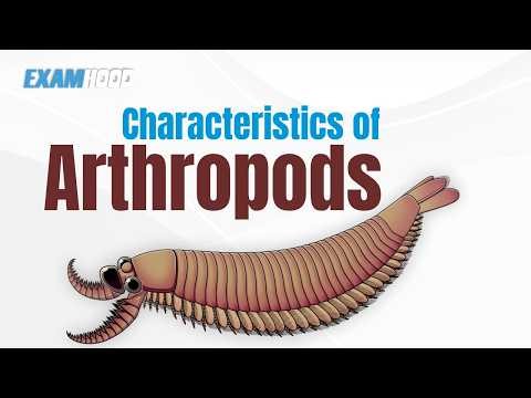 Characteristics of Arthropods | Jointed Legs, Exoskeleton, Compound Eyes