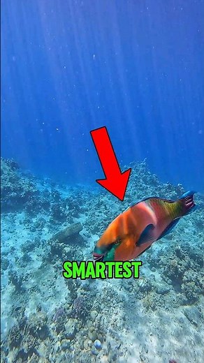 Top 5 Smartest Fish That Will Blow Your Mind – Part 3 😱