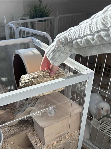 Dwarf Hamster Cage Setup Guide and Ideas
