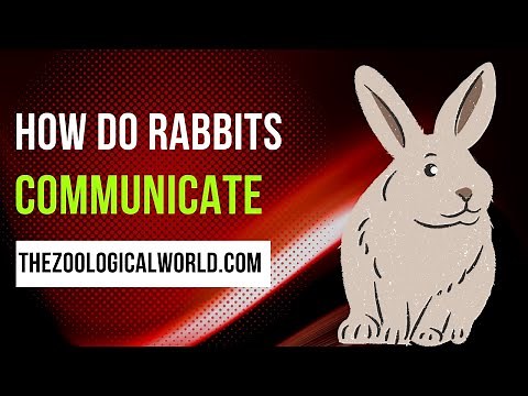 How do rabbits communicate || How do rabbits communicate with each other? || How to speak rabbit?