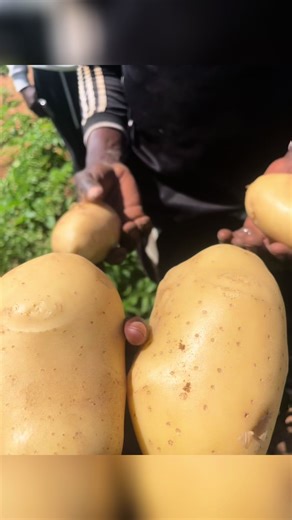 Visite de suivi chez nos producteurs de pommes de terre après l’observation de légères attaques de mildiou. #creatorsearchinsights #agriculture #entrepreneur #viraltiktok #2026