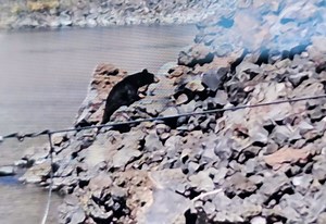 VIDEO: Bear spotted swimming in Crater Lake for first time in decades