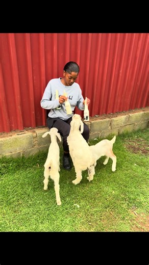 Exploring Life on a Farm with Cows and Horses