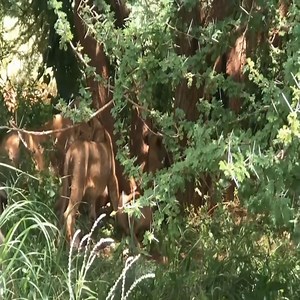 Watch when the buffalo gets angry and savage on a group of lions, what did he do to the king of the jungle 👉👉👉 Join our group : Animals Life | Animals World