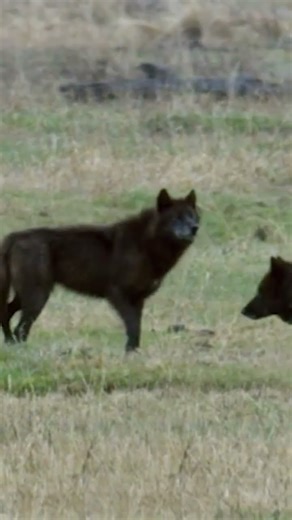 Wolves Hunting Bison!