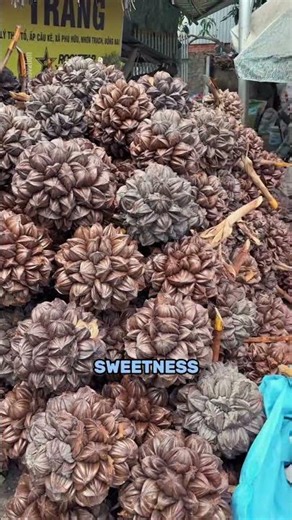 This Rare Tropical Fruit Grows in Seawater 🌴🌊