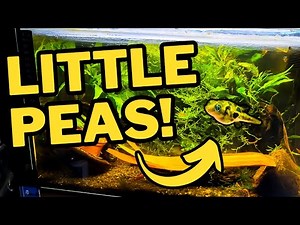 Epic BLACKWATER Aquarium Setup for Pea Puffers!