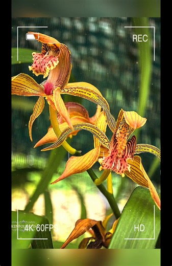💦 Cymbidium spp. : Location Chiang Mai Thailand 🇹🇭 💦 Cymbidium species are distributed across tropical and subtropical Asia, extending south to Papua New Guinea and Australia. They are known for their attractive flowers and are popular in horticulture, with many cultivars developed for ornamental purposes. 🧚‍♀️ Scientific Name: Cymbidium spp. 🧚‍♀️ Common Name: Boat Orchids 🧚‍♀️ Family: Orchidaceae 🧚‍♀️ Growth Habit: Sympodial, evergreen 🧚‍♀️ Native Habitat: Tropical and subtropical Asia