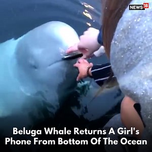 87K views · 640 reactions | Beluga whale picks a girl's phone from the bottom of the ocean #ocean #belugawhale #fish #phone #animals #aquaticanimals | News18 | Facebook