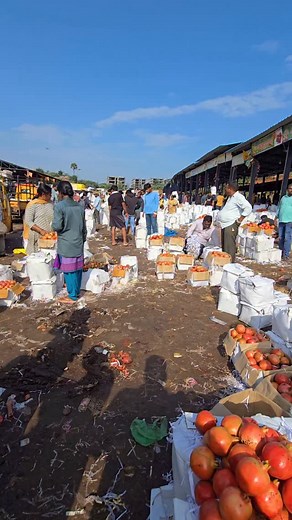 Pomegranate Wholesale Price Today in Batasingaram Market – Hyderabad | MJ LIFE HUB