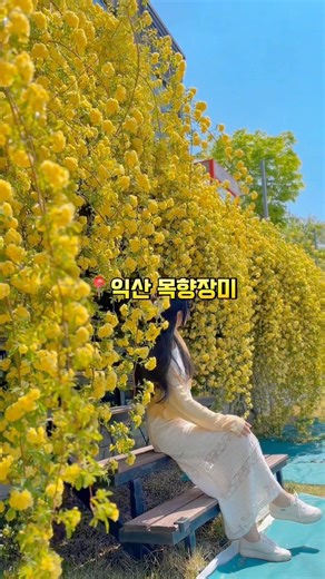 익산시 금마 목향장미 예쁜곳