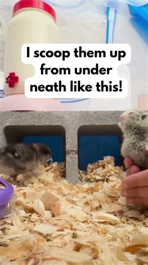 How I pick up chicks without scaring them! #chicks #babychicks #babychickens