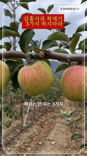 #쇼츠.감홍사과 착색기 3가지 하지마라 #감홍사과#착색도우미#반사필름 #적엽 #문경사과 #문경감홍사과 #문경 #한실티비 #사과재배 #사과농사 #귀농
