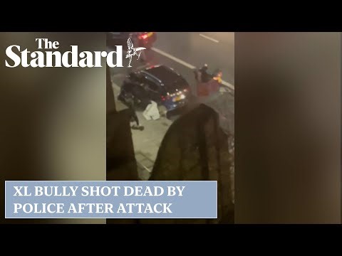 XL Bully killed by police after it went on a rampage in Battersea