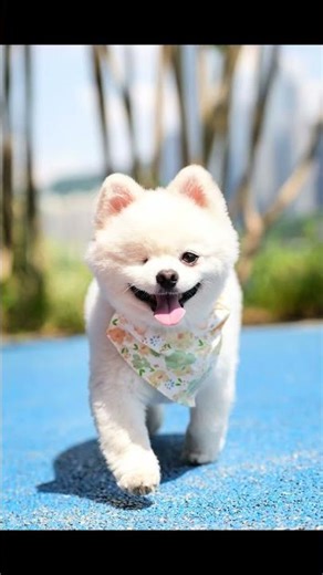 When I frequently record puppies with my camera I will get... Recording you is one of the